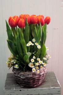 cesta tulipanes_flores lantana