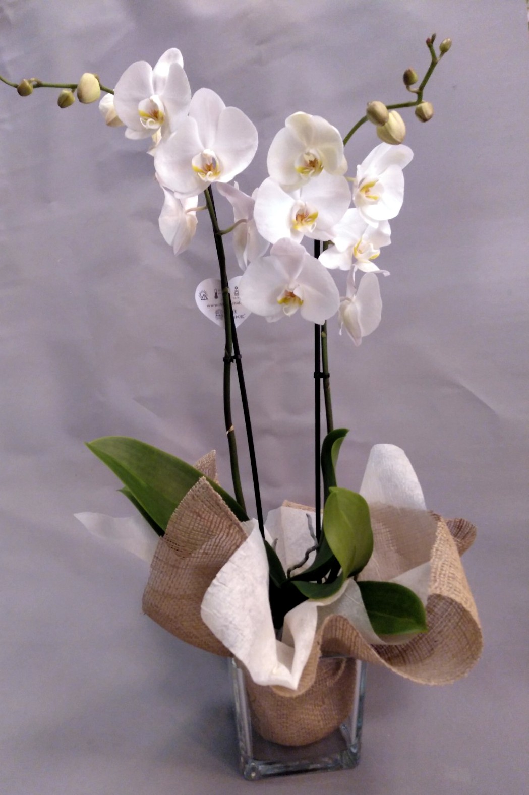 Orquídea phalaenopsis con base de cristal | floreslantana