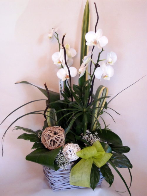 orquidea+verdes y secos_flores lantana